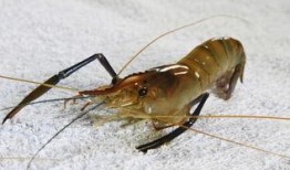 海虾养殖爆料视频播放大全,爆款视频带你探秘养殖全过程